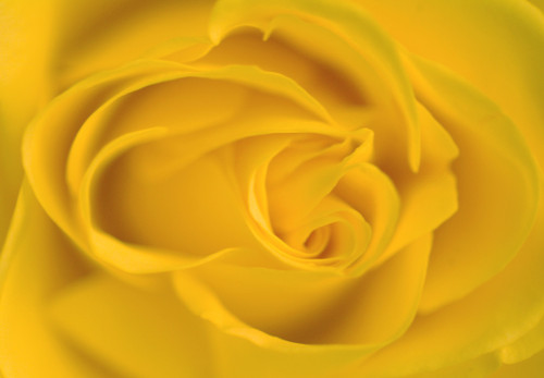 Yellow Rose