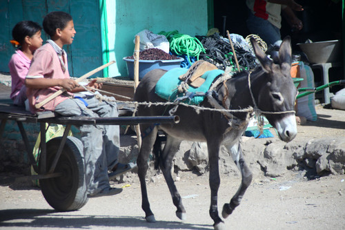 Egyptian Donkey