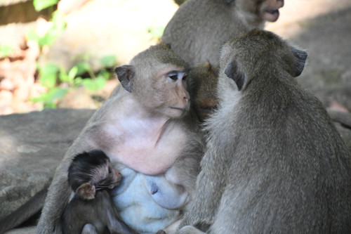 Monkey 01