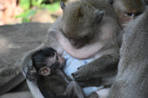 Monkey 02