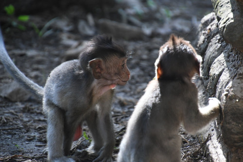 Baby Monkey 06