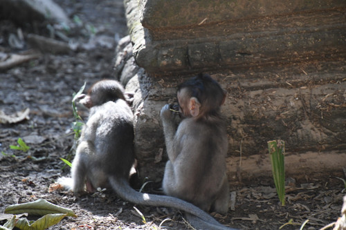 Baby Monkey 07