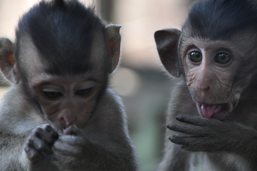 Baby Monkey 08