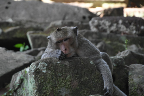 Monkey 03