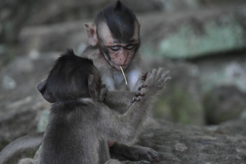 Baby Monkey 10