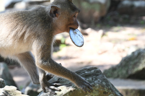 Monkey with Mirror 03