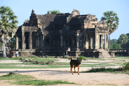 Dog at Angkor Wat