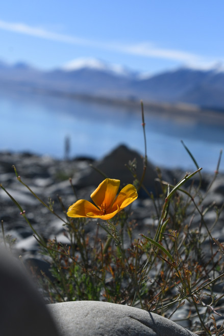 Flower 03