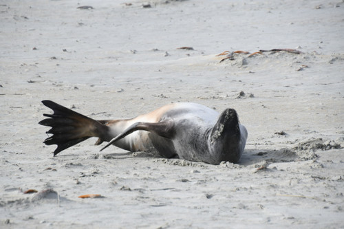 Sealion 01