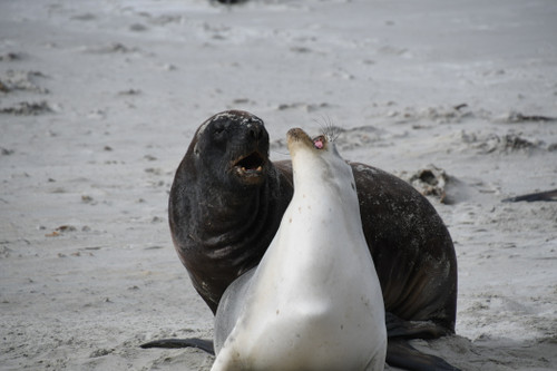 Sealions 03