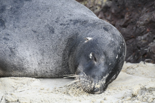 Sealion 02