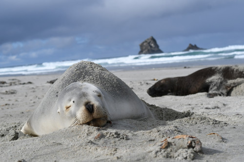 Sealions 05