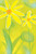 floral 20
