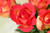 Roman Rose