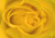 Yellow Rose