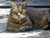 Italian Cat