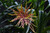 Flower 01