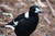 Black and White Bird