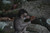 Baby Monkey 12