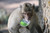 Monkey with Mirror 02