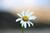 Flower 04