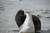Sealions 03