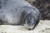 Sealion 02
