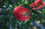 Flower 07