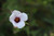 Flower 08