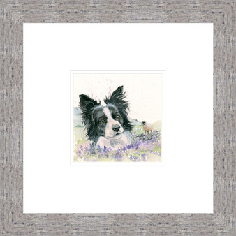 Counting Sheep, Border Collie, Painting by Kay Johns