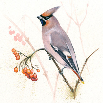 Waxwing, bird original artwork by Kay Johns
