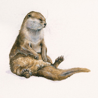 River otter