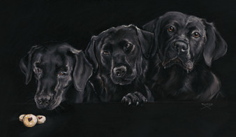 Original Black Labrador artwork by Kay Johns