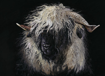 Swiss Valais sheep, pastel artwork by Kay Johns