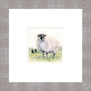 Little Flocker, Swaledale sheep and Border Collie painting by Kay Johns 