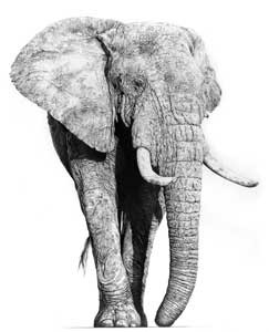 Artwork by Jamie Boots