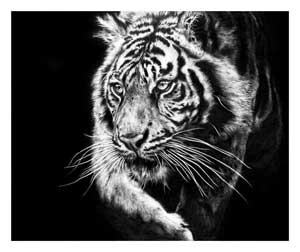 Artwork by Jamie Boots