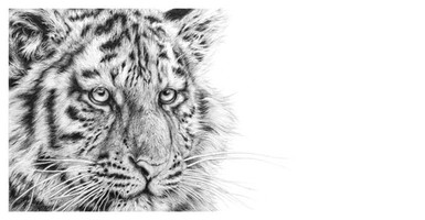 Siberian Tiger artwork