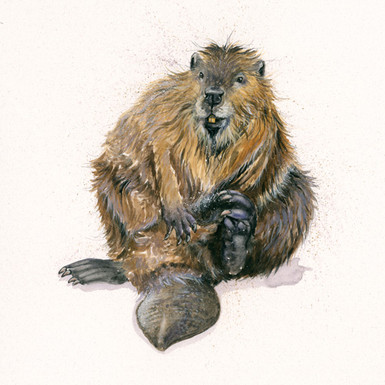 Original beaver artwork by Kay Johns