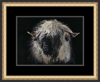 Blacknose Swiss Valais sheep 