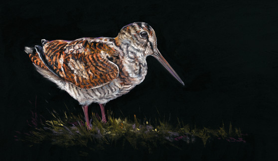 The Woodcock, Woodcock Original Painting, Woodcock Original Painting by Kay Johns