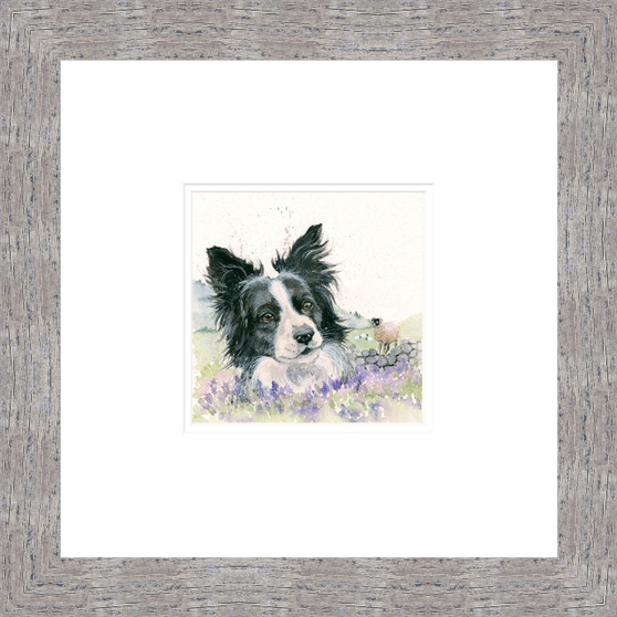 Counting Sheep, Border Collie, Painting by Kay Johns