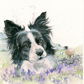 Border Collie and Swaledale sheep original artwork by Kay Johns