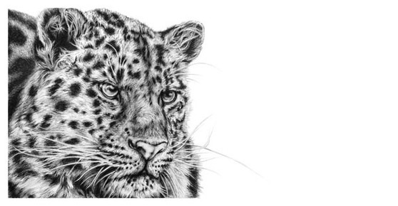 Amur Leopard