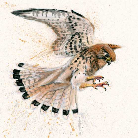 Kestrel original Artwork by Kay Johns