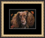 Chocolate Cocker, size - Small framed