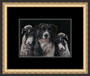 Collie dog and Swaledale print by Kay Johns. double black mount and small sized framed