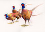 Pheasant artwork by Kay Johns