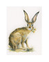 Double white mounted-only. Hare artwork by Kay Johns