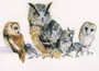 Owl artwork by Kay Johns